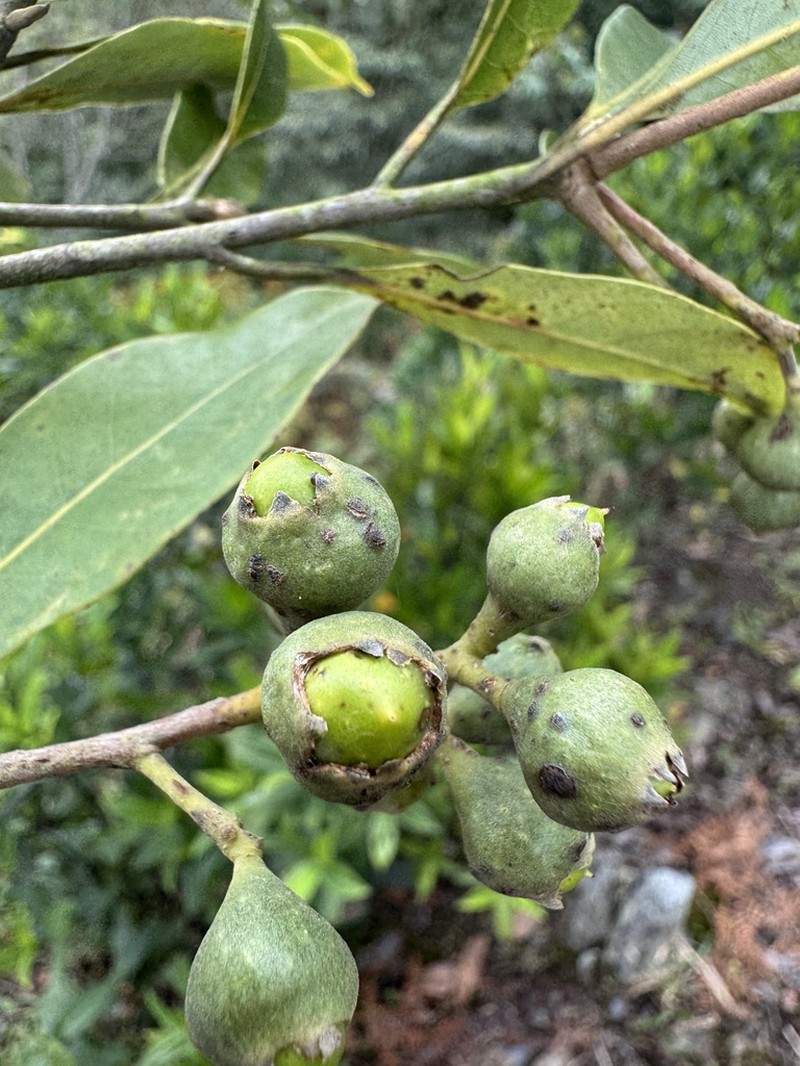 Aniba perutilis photo 3