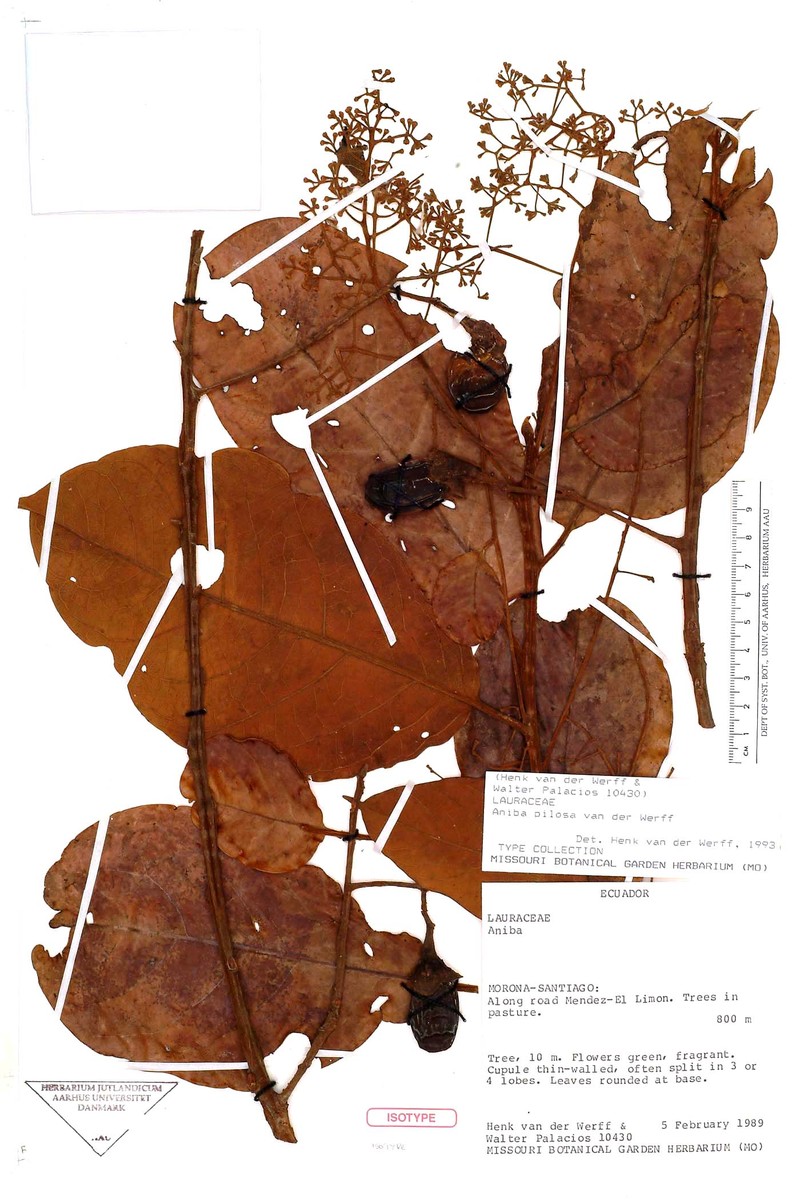 Aniba pilosa