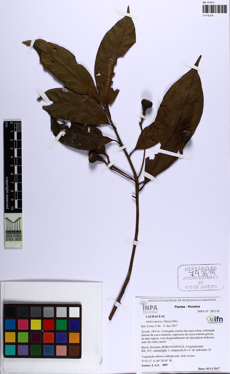 Aniba riparia