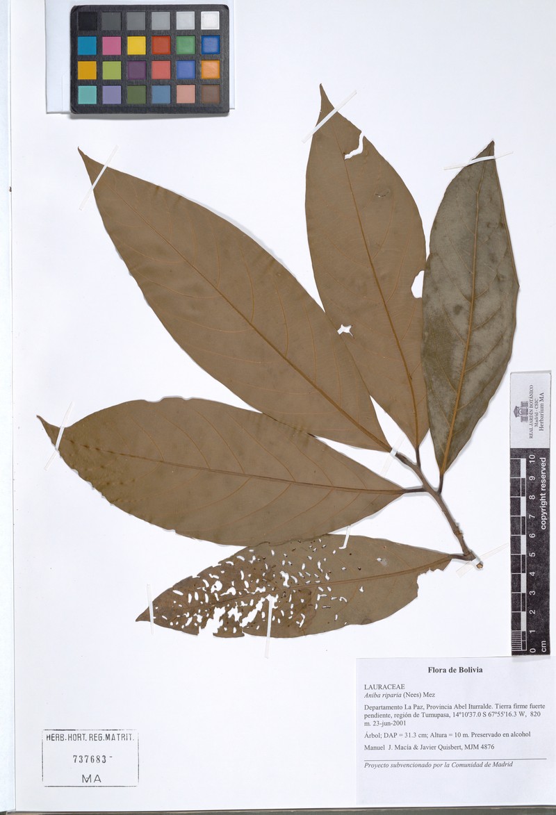 Aniba riparia photo 2