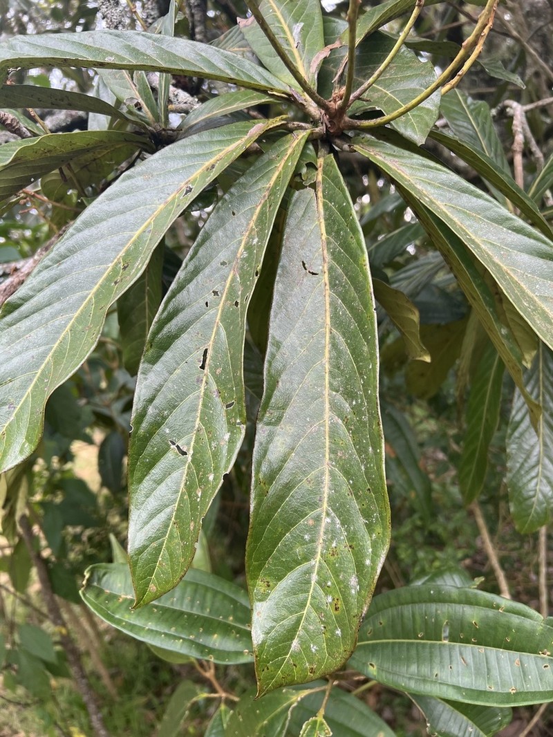 Aniba robusta