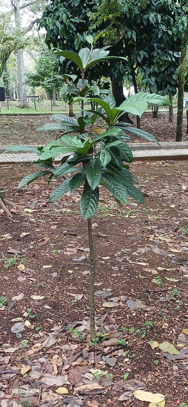 Aniba robusta photo 2