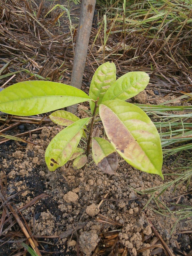 Aniba rosodora