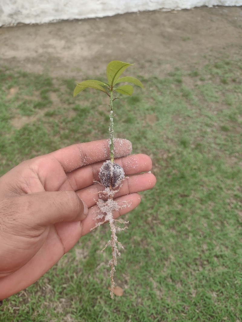 Aniba rosodora photo 2