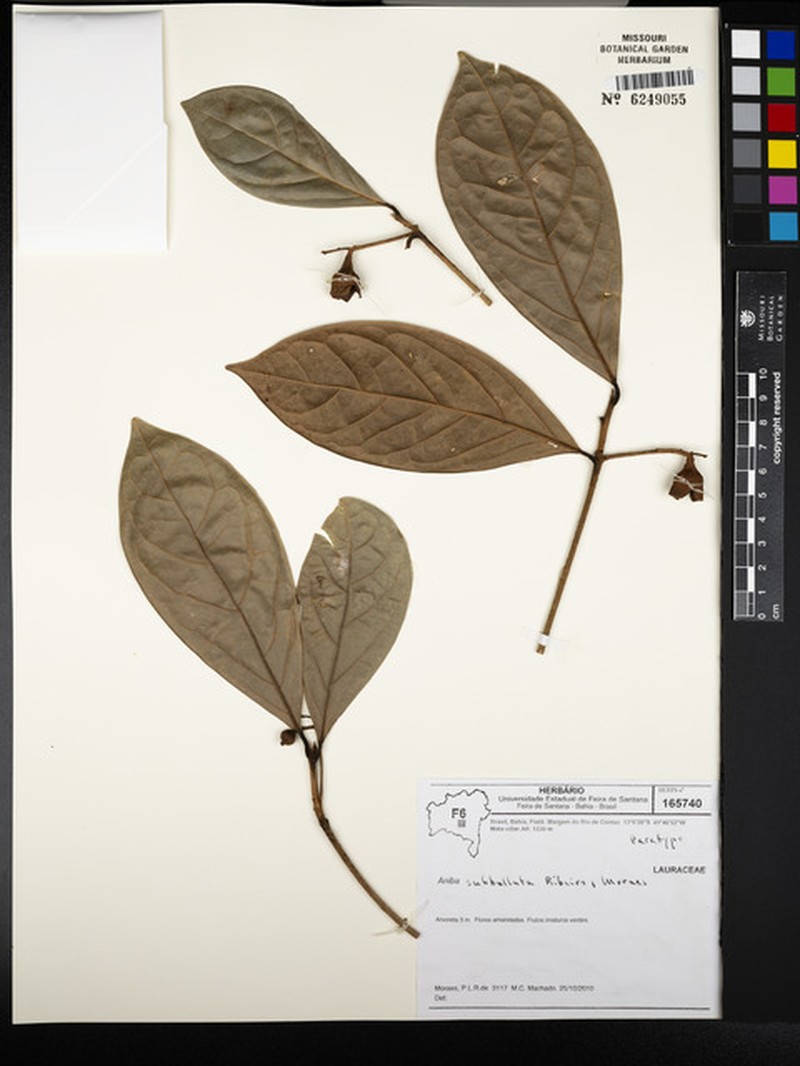 Aniba subbullata
