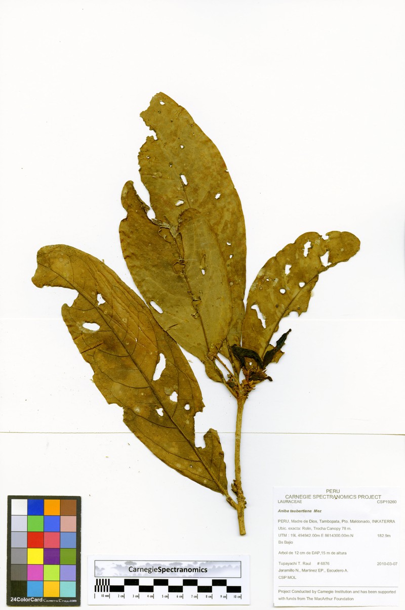 Aniba taubertiana
