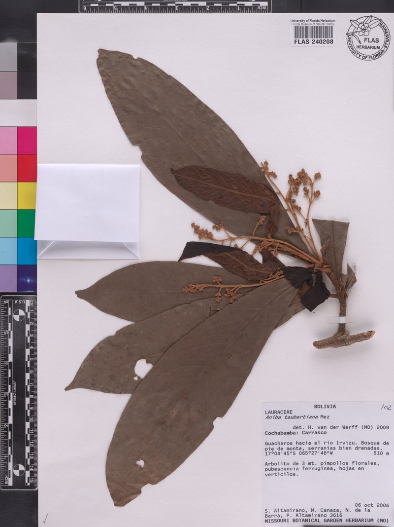 Aniba taubertiana photo 2