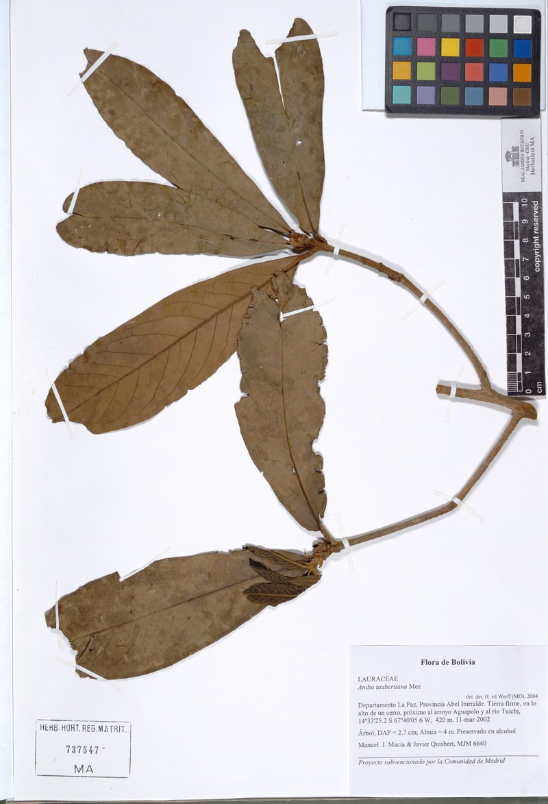Aniba taubertiana photo 3