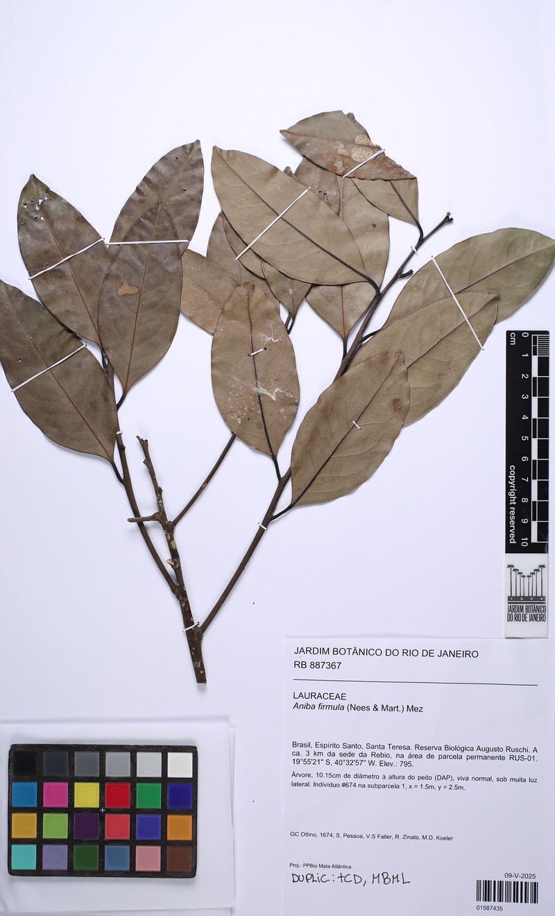 Aniba viridis