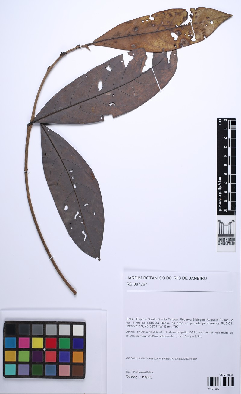 Aniba viridis photo 2