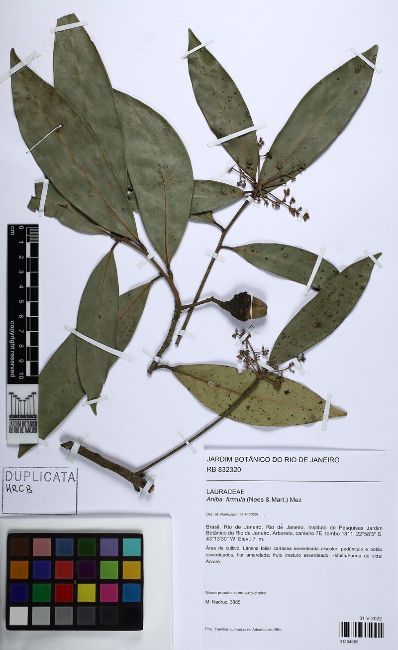 Aniba viridis photo 3