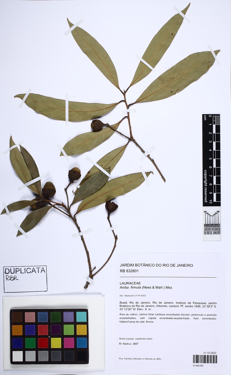 Aniba viridis photo 4