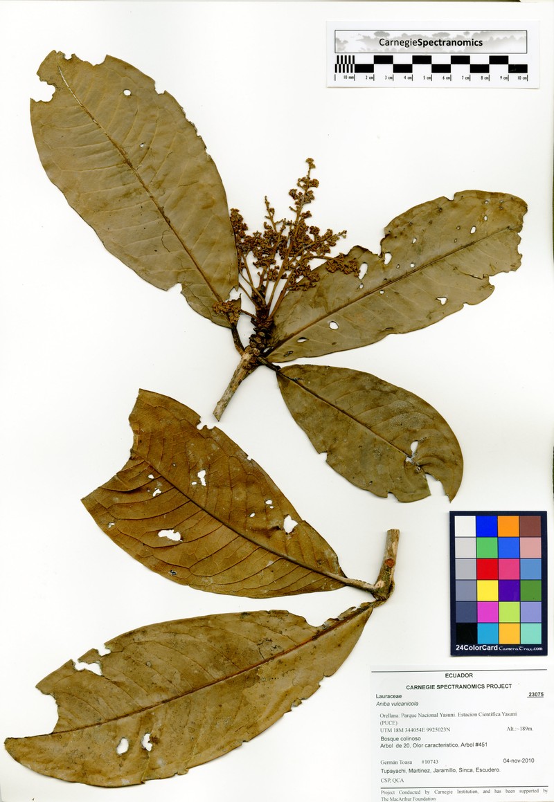 Aniba vulcanicola