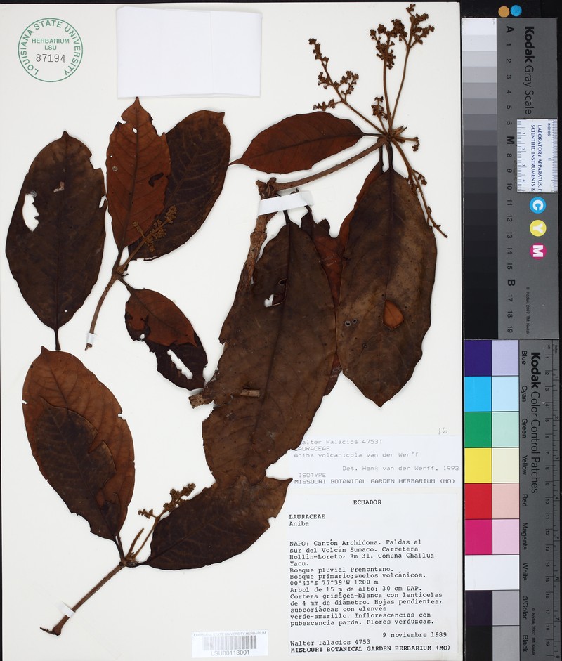 Aniba vulcanicola photo 2