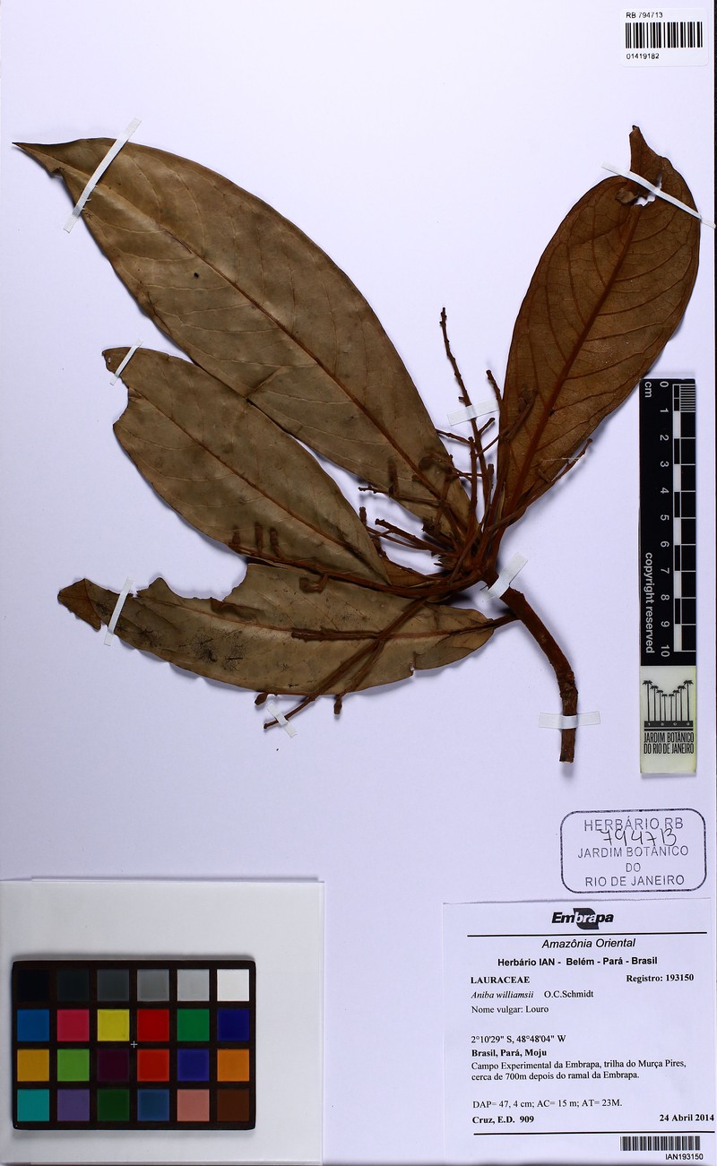 Aniba williamsii