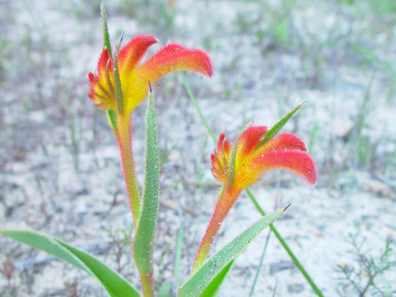 Anigozanthos bicolor
