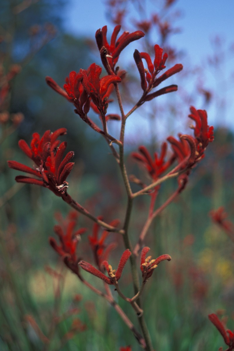 Anigozanthos flavidus