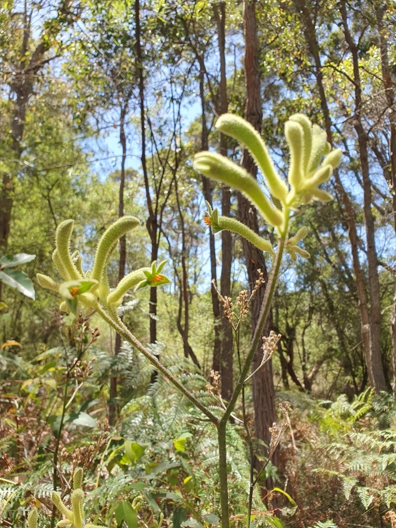 Anigozanthos flavidus photo 4