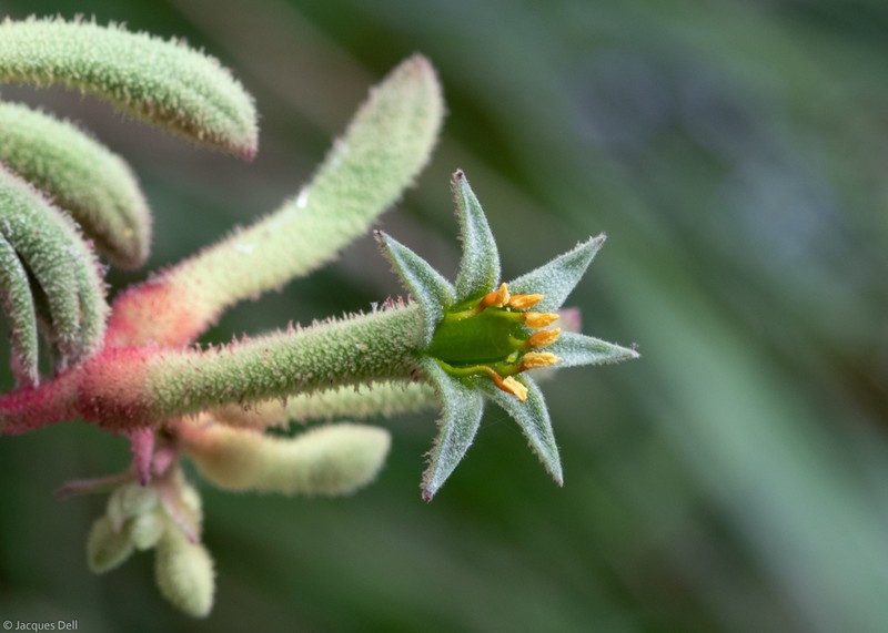 Anigozanthos flavidus photo 5