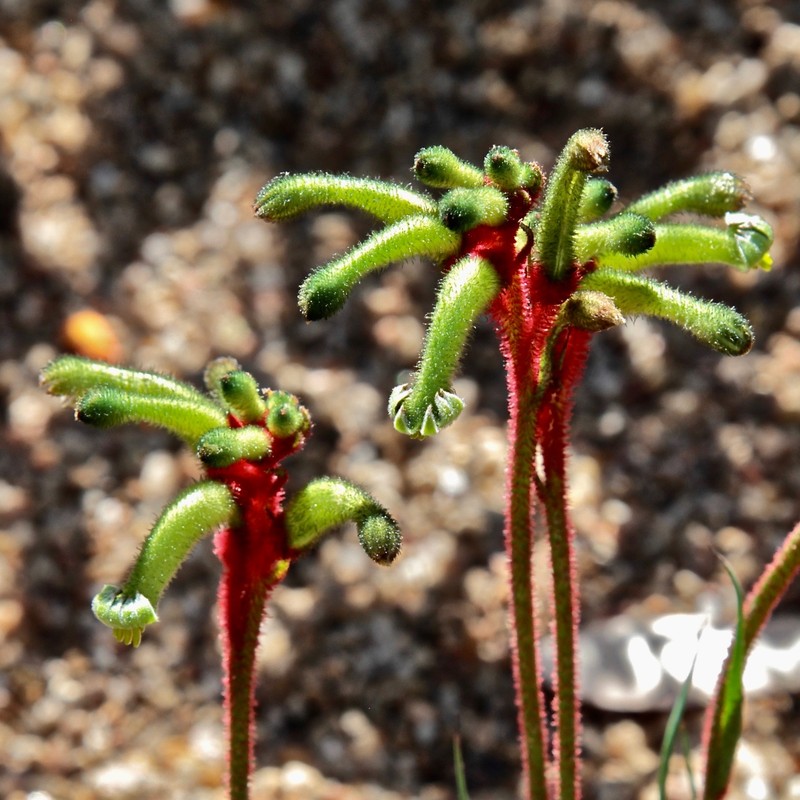 Anigozanthos gabrielae