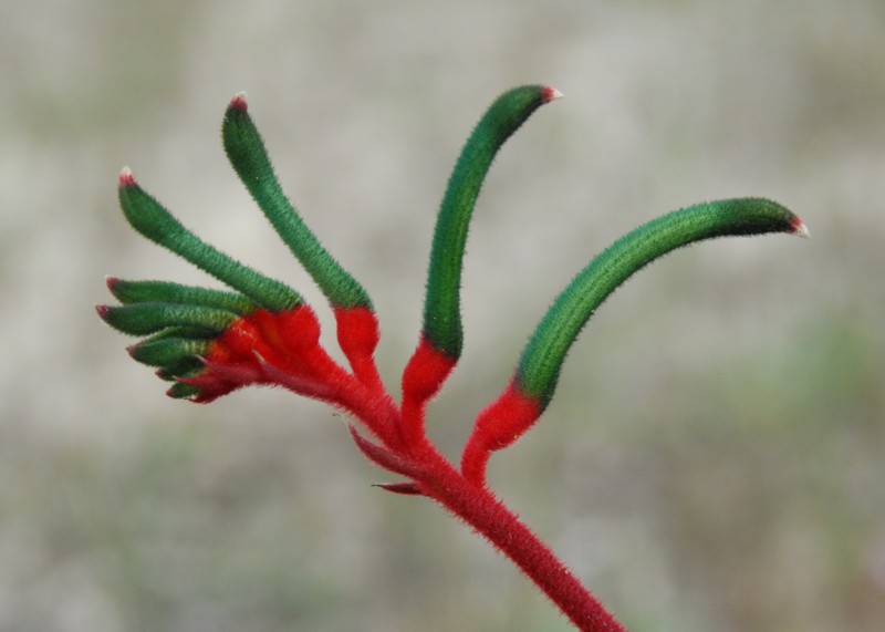 Anigozanthos humilis photo 3