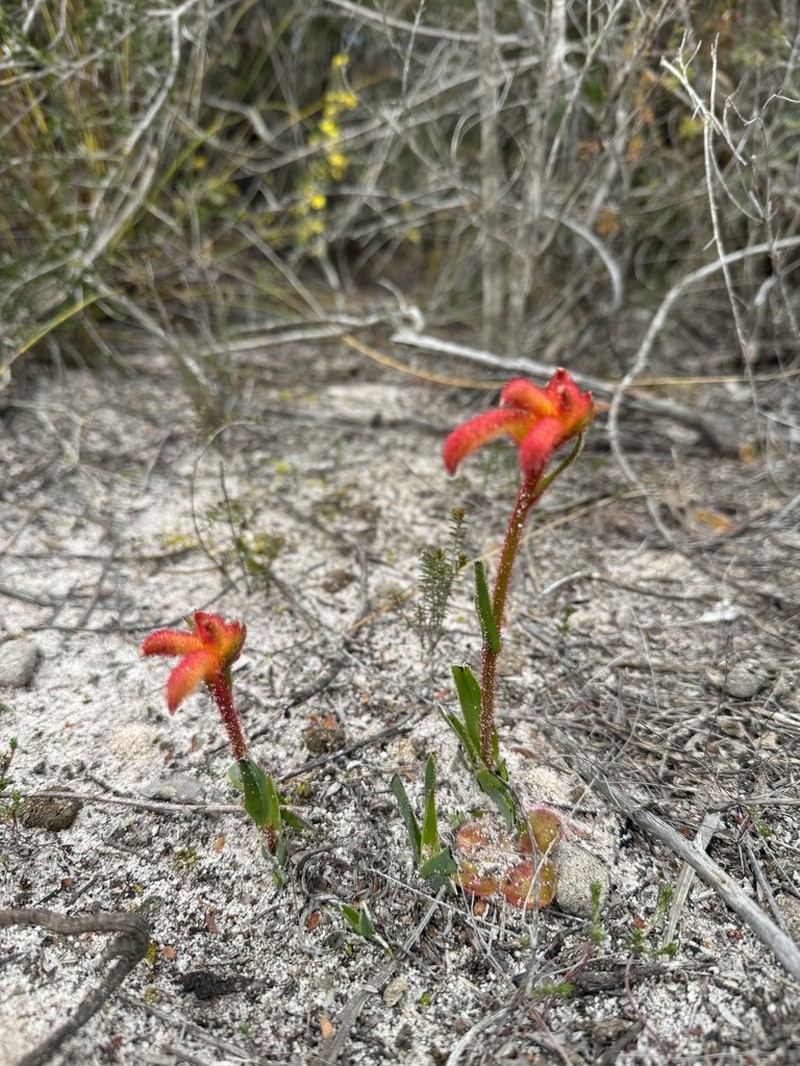 Anigozanthos humilis photo 4