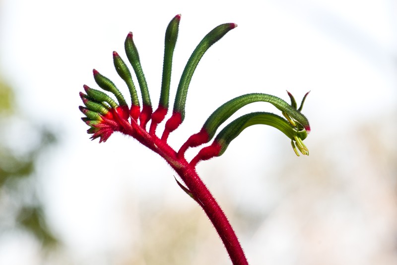 Anigozanthos manglesii