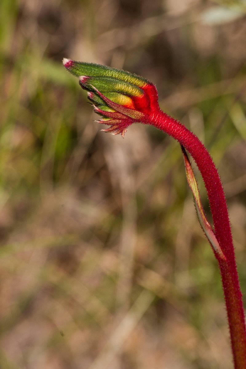 Anigozanthos manglesii photo 2