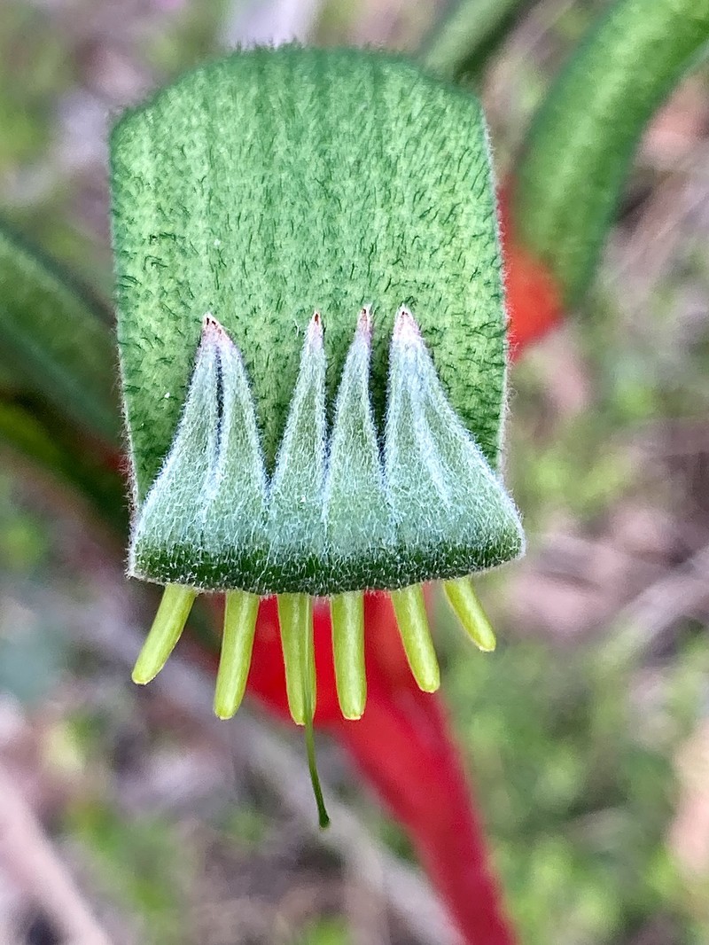 Anigozanthos manglesii photo 3