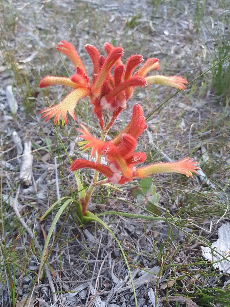 Anigozanthos onycis
