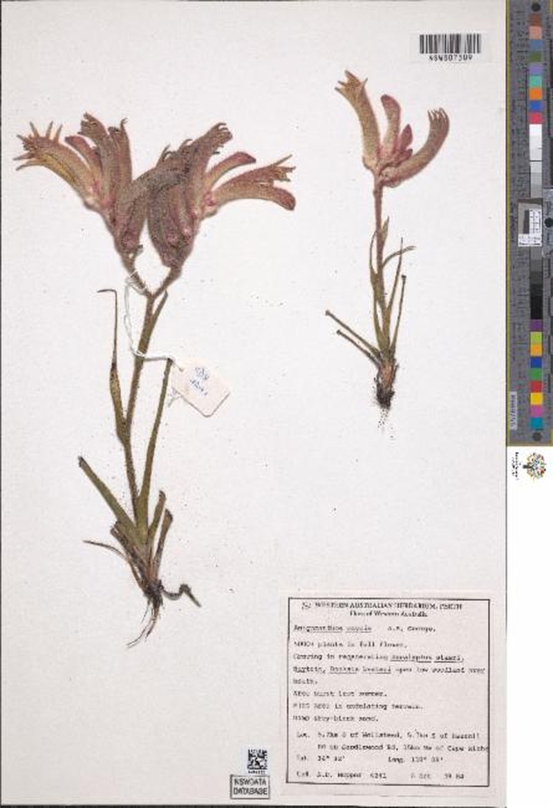 Anigozanthos onycis photo 2