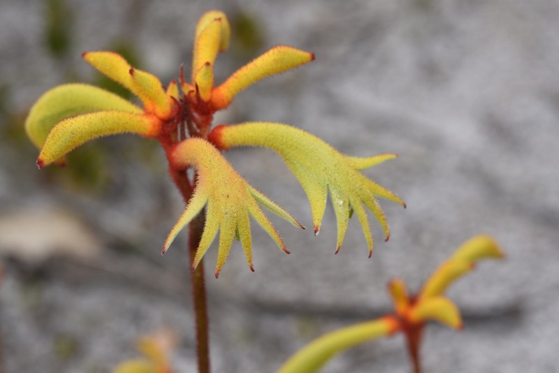 Anigozanthos preissii photo 3