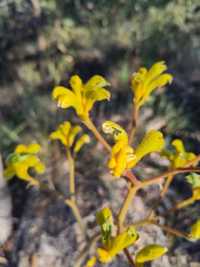 Anigozanthos pulcherrimus
