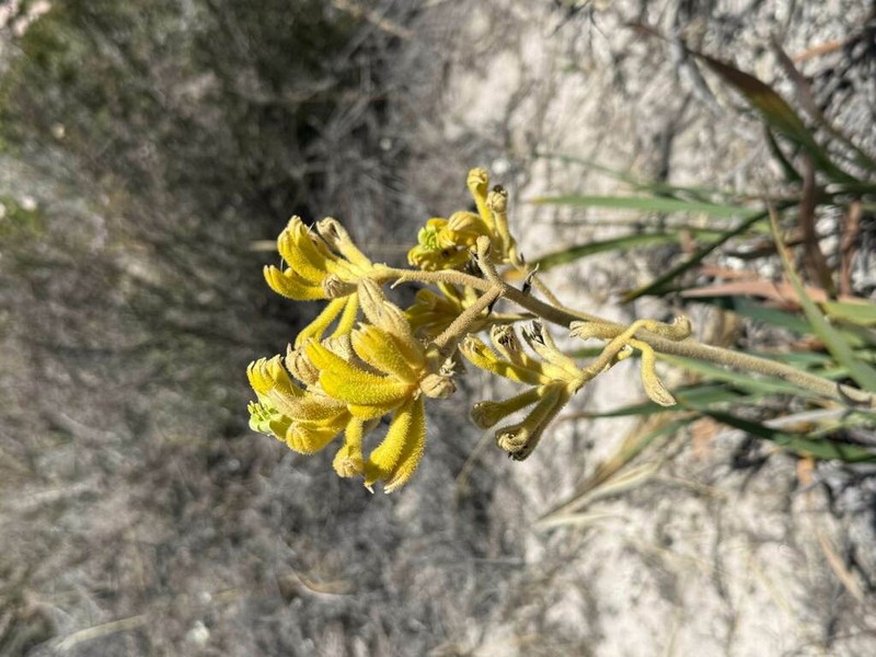 Anigozanthos pulcherrimus photo 2