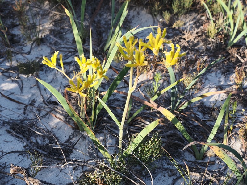 Anigozanthos pulcherrimus photo 3