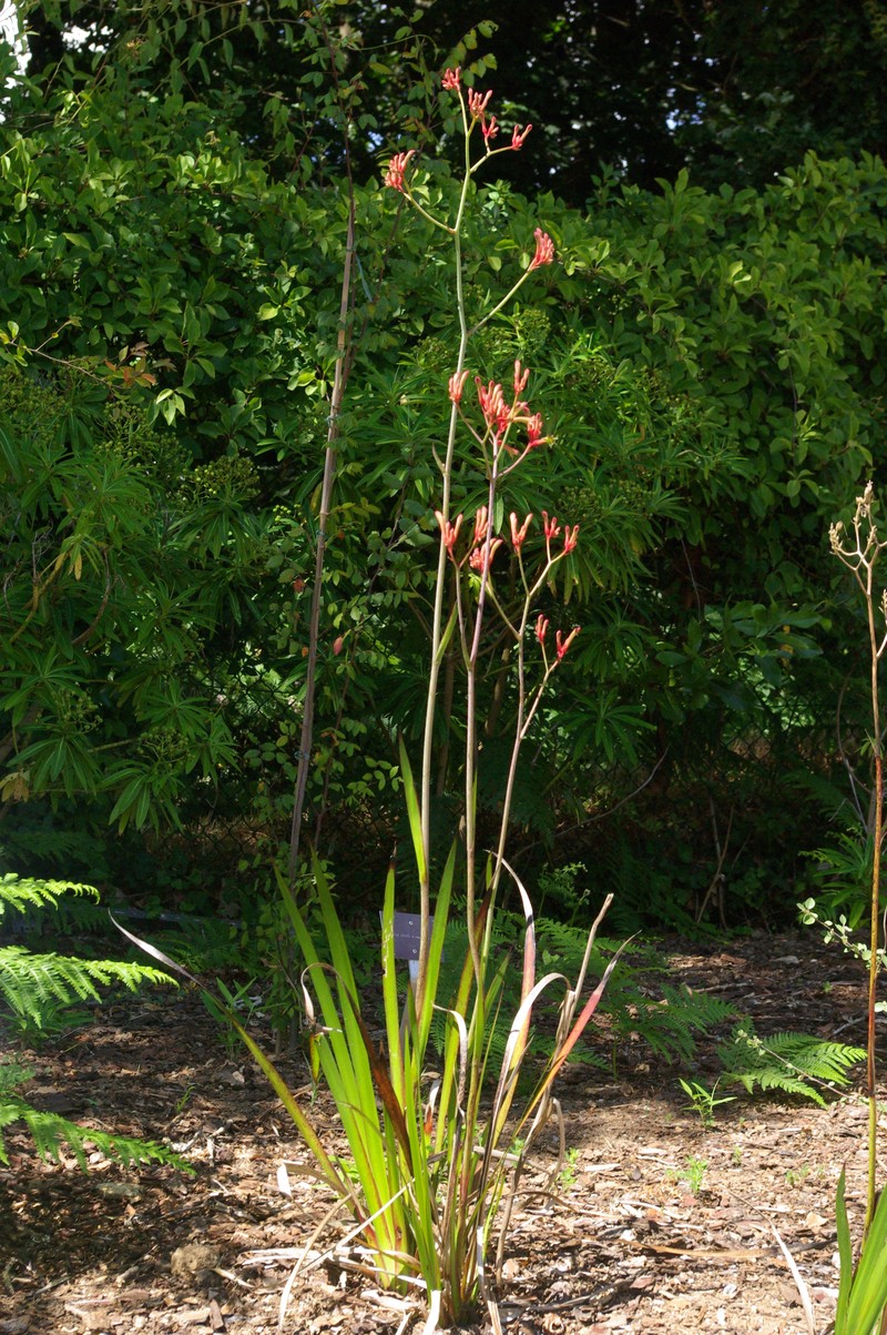 Anigozanthos rufus