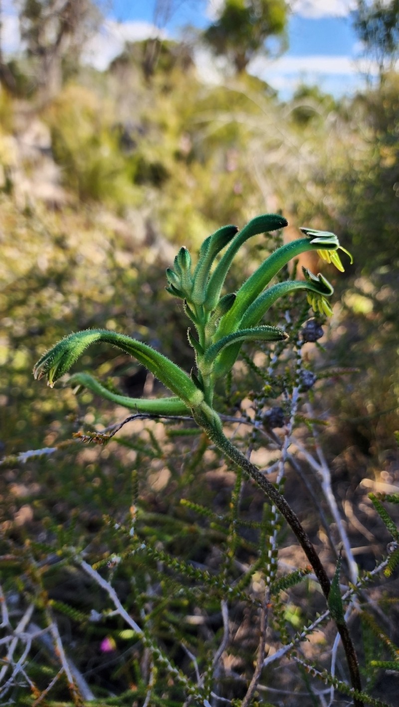 Anigozanthos viridis