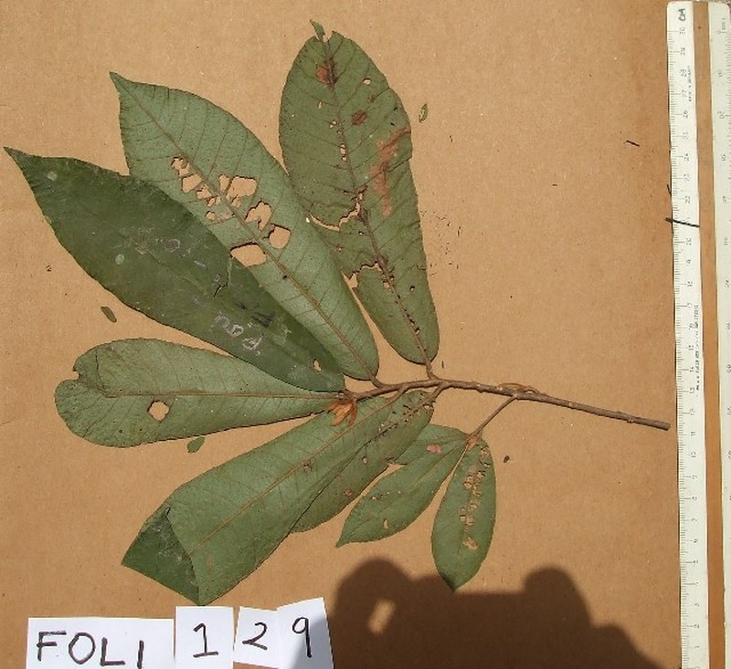 Aningeria altissima