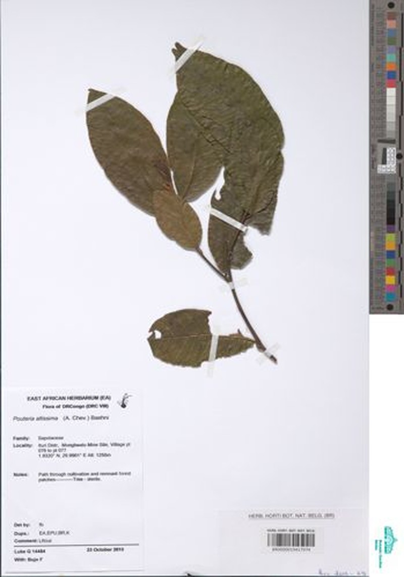 Aningeria altissima photo 2