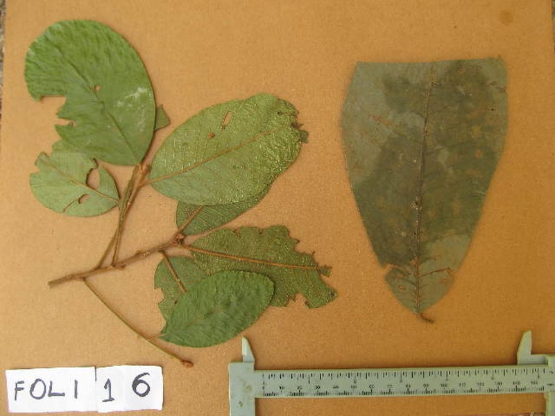Aningeria pierrei