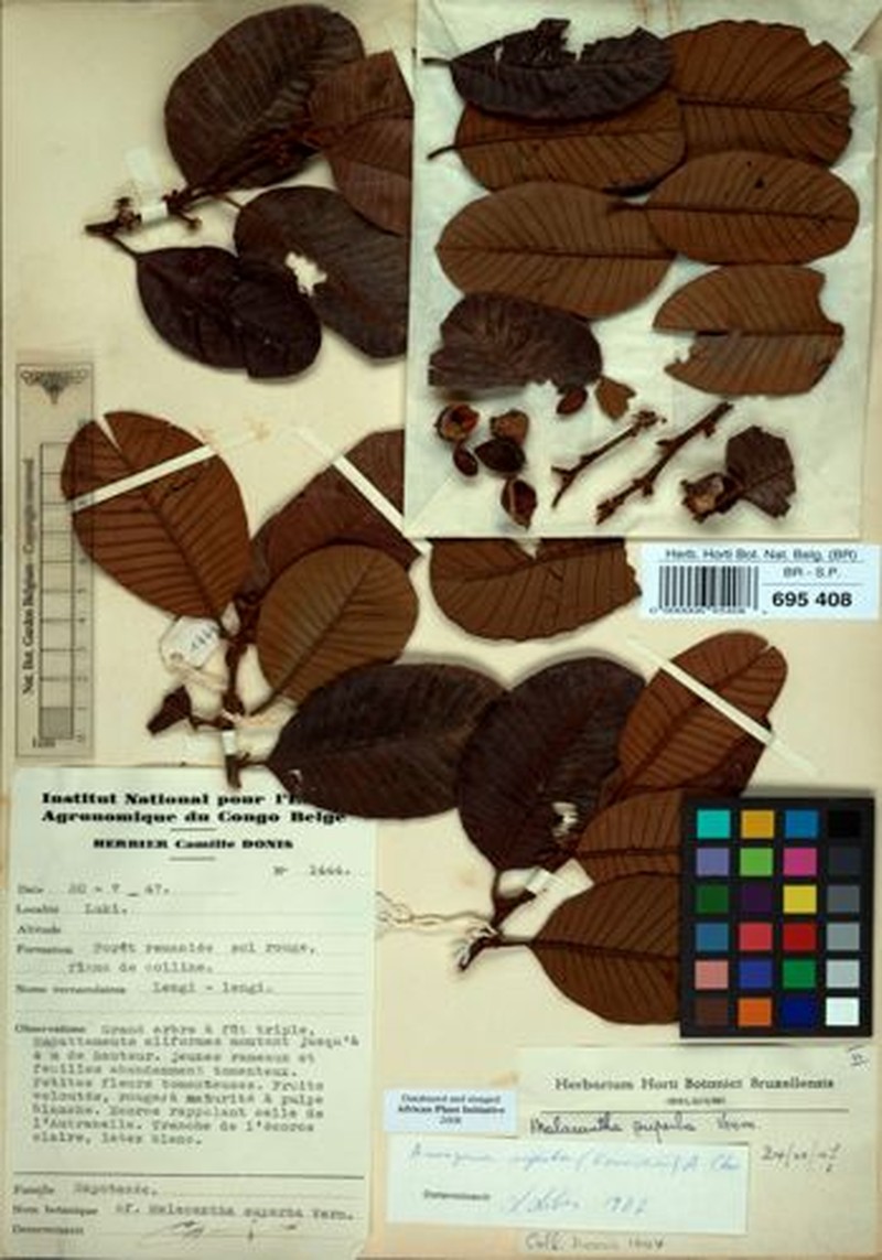 Aningeria superba