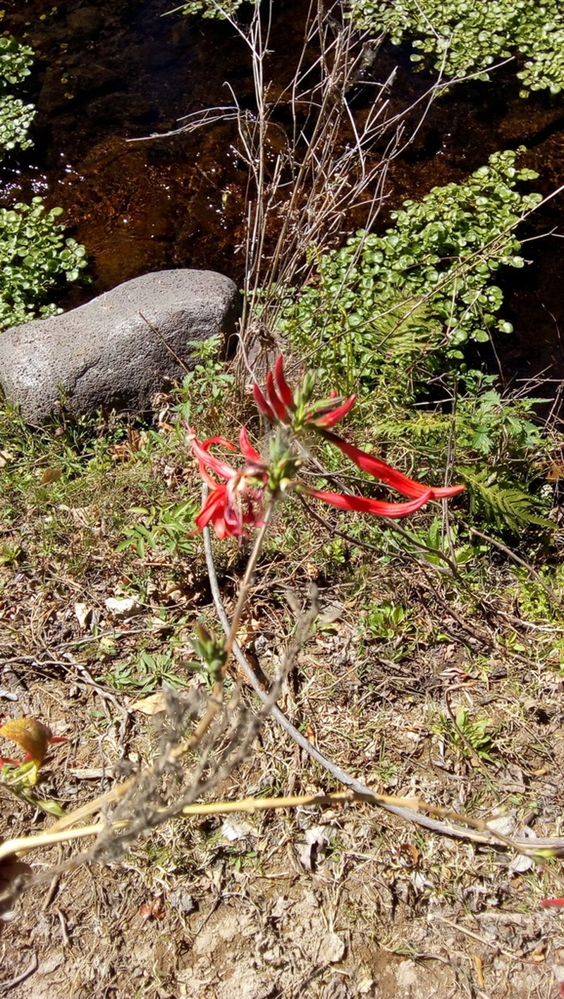 Anisacanthus andersonii