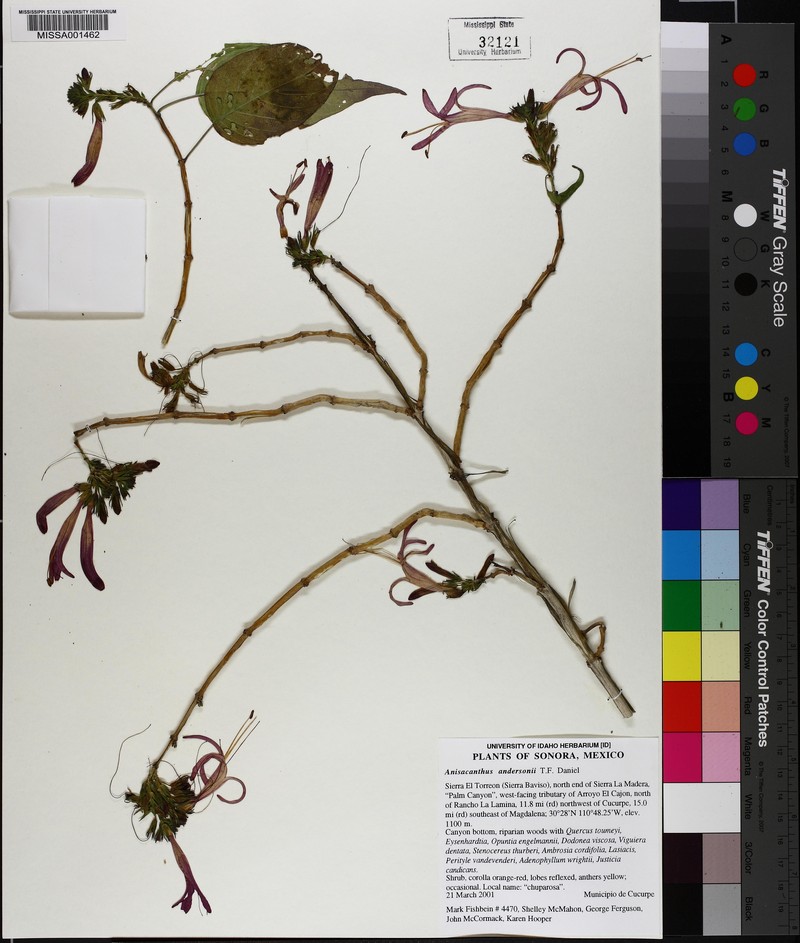Anisacanthus andersonii photo 2
