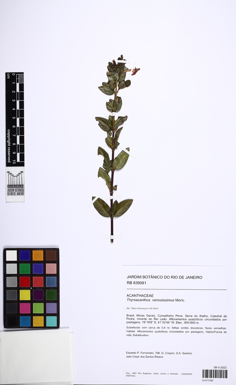 Anisacanthus brasiliensis