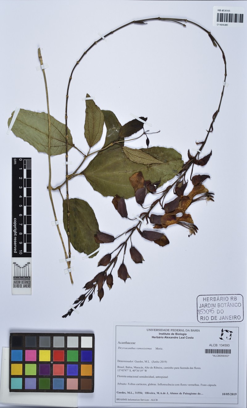 Anisacanthus brasiliensis photo 2