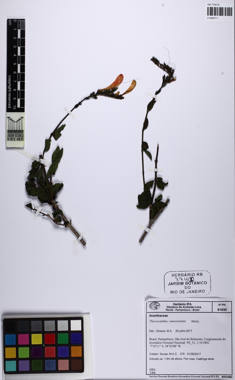 Anisacanthus brasiliensis photo 3