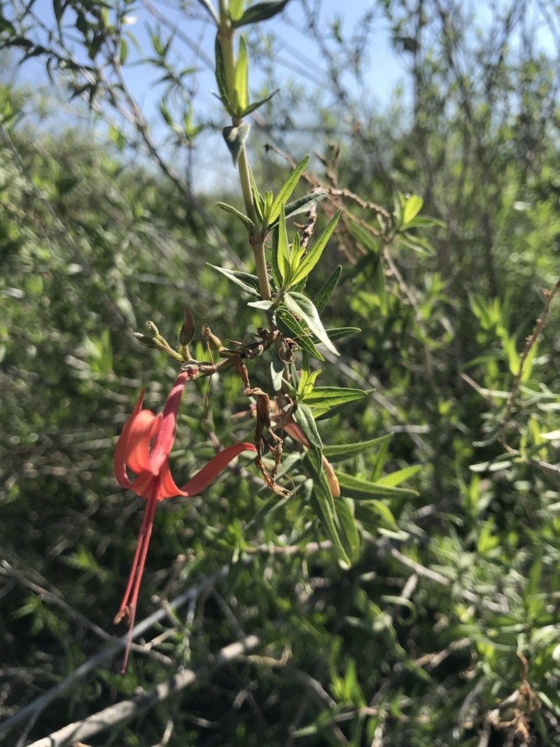 Narrowleaf Desert Honeysuckle