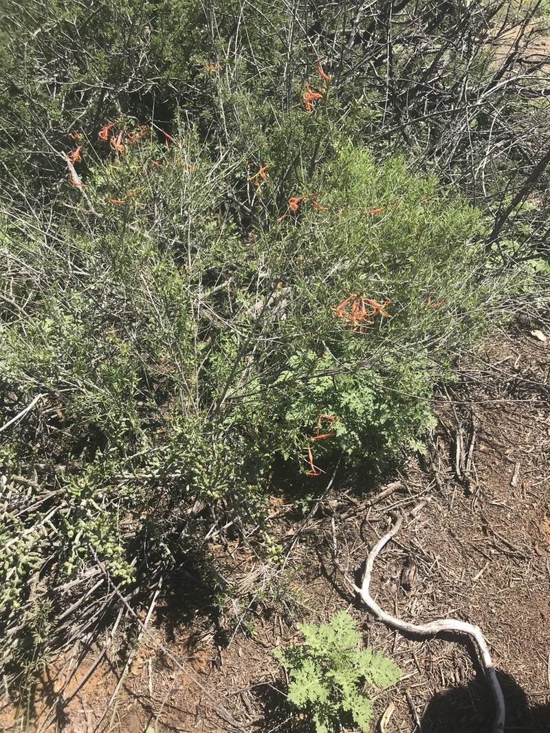 Narrowleaf Desert Honeysuckle photo 2