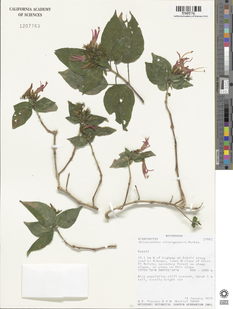 Anisacanthus nicaraguensis
