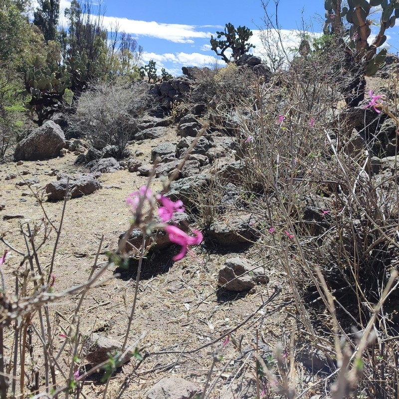 Dwarf Desert Honeysuckle
